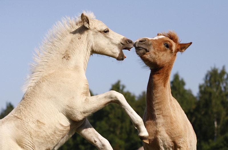 Gabriel und Myrdal 6.jpg